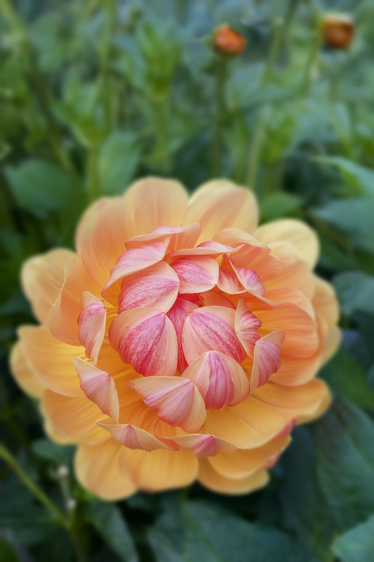 Hollyhill Golden Glow - Cutting
