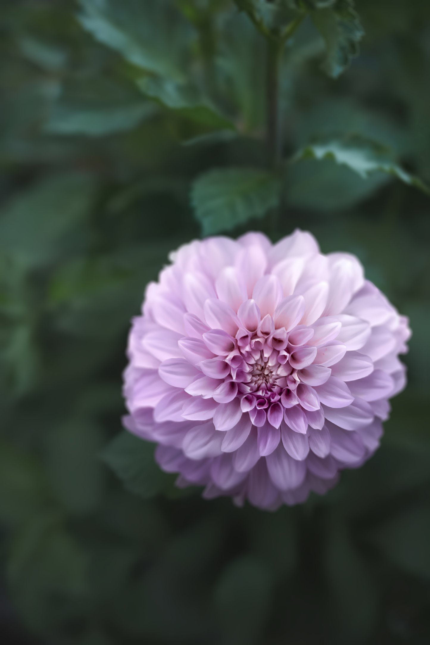 Coorabell Zoe - Cutting