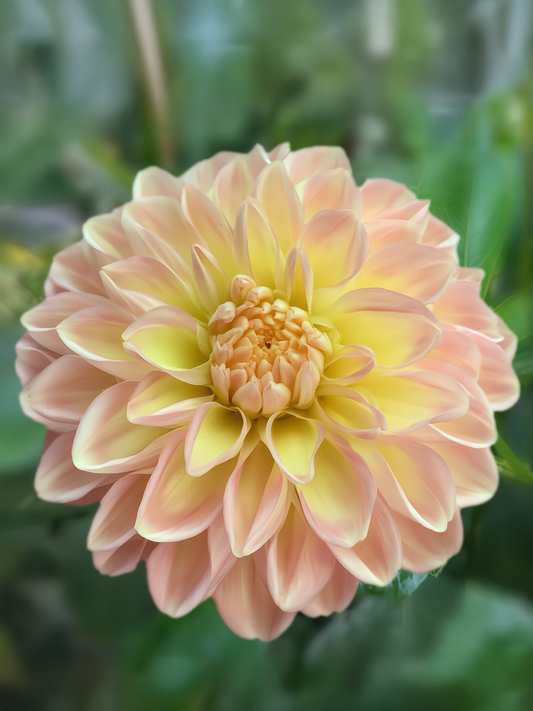 Florelie Kindness