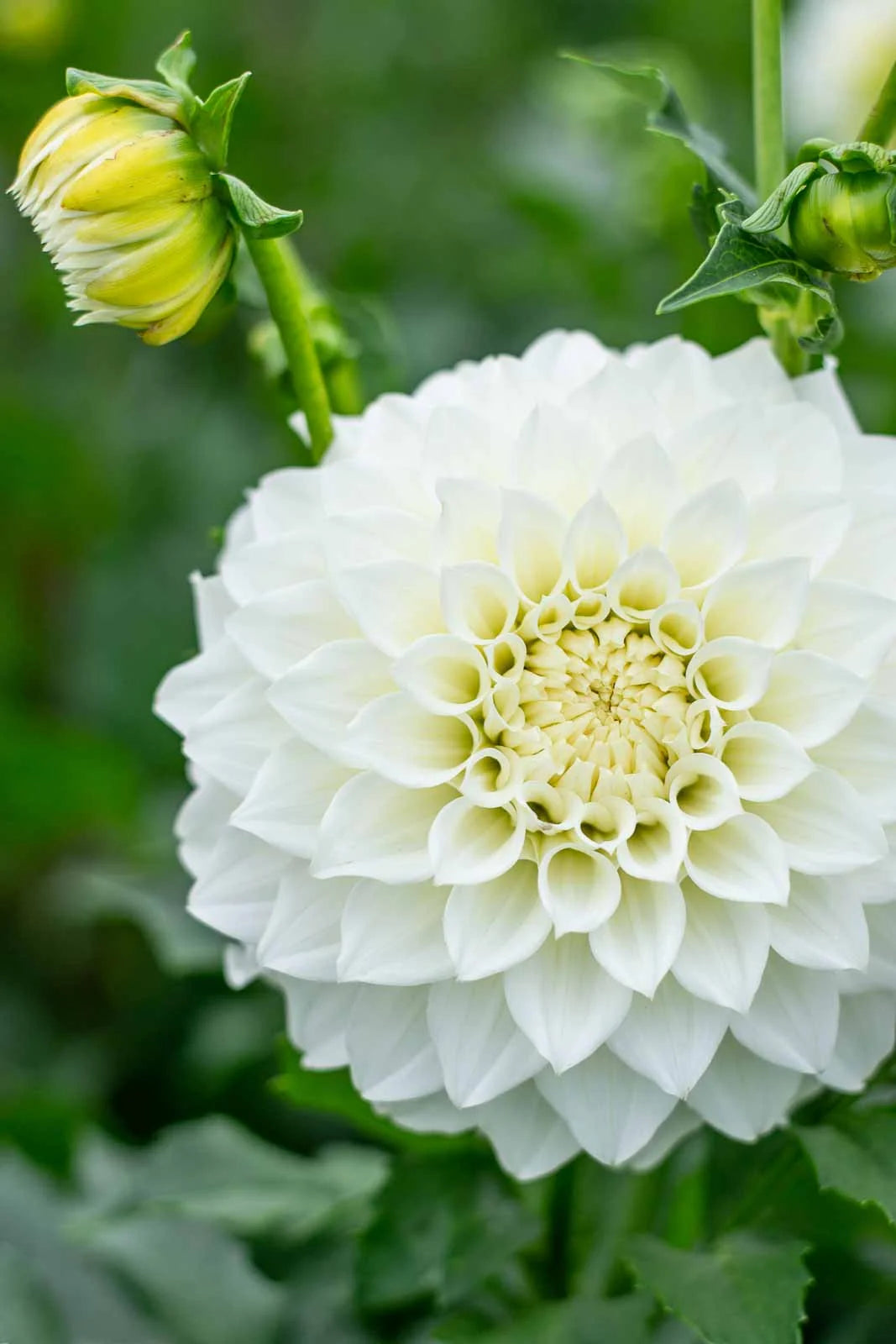 Florelie Nimbus