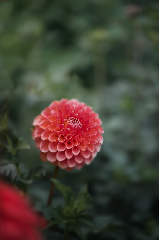 Florelie Angostura - Cutting