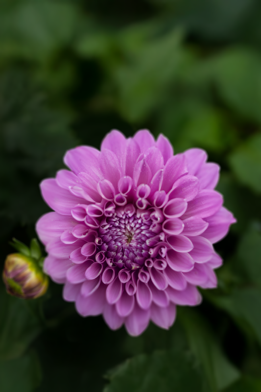 Florelie Jeanette - Cutting