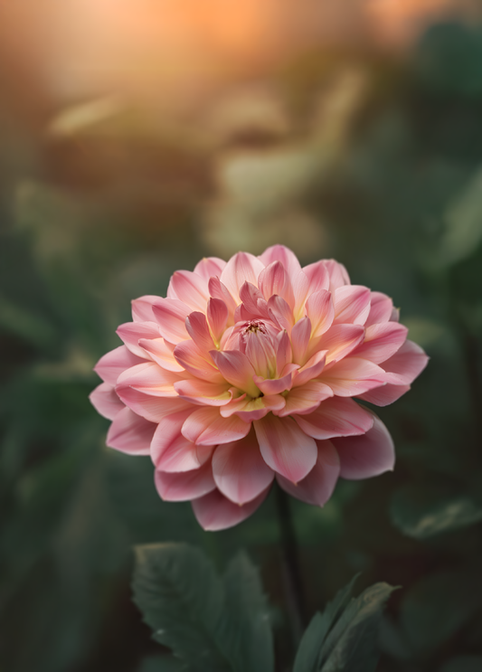 Hapet Elite - Cutting