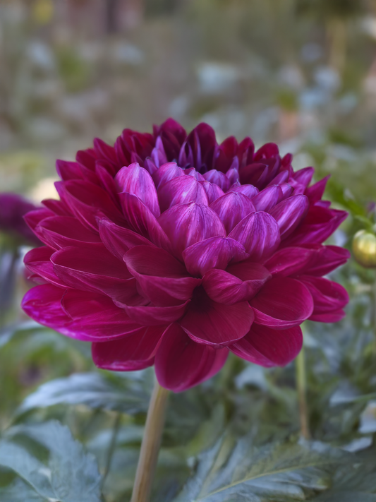 Sandia Bertha