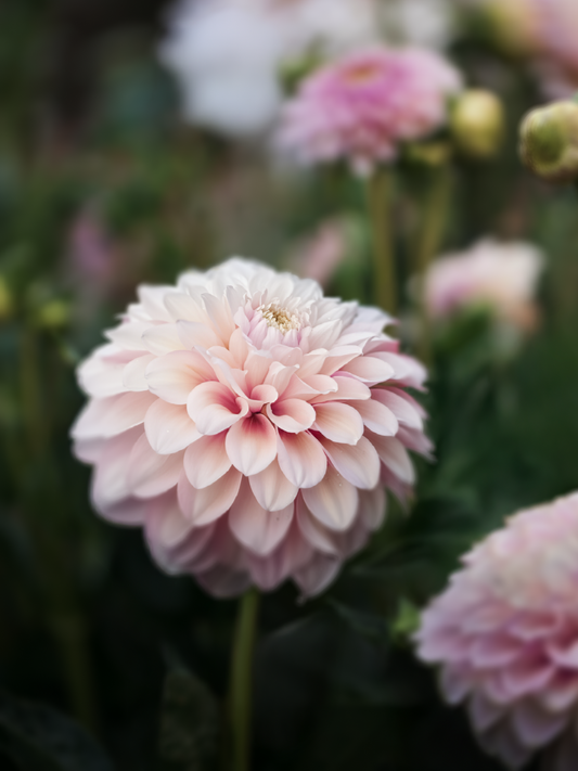 Bracken Joan - Cutting