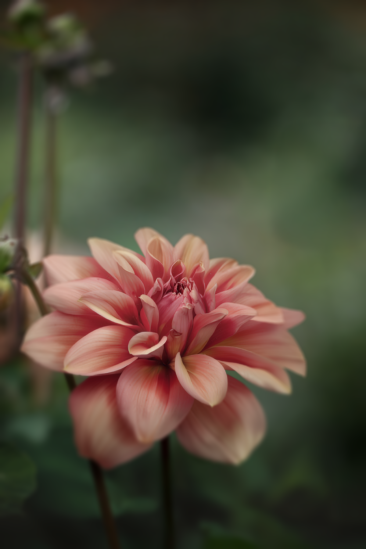 Lileah Caramel Rose - Cutting