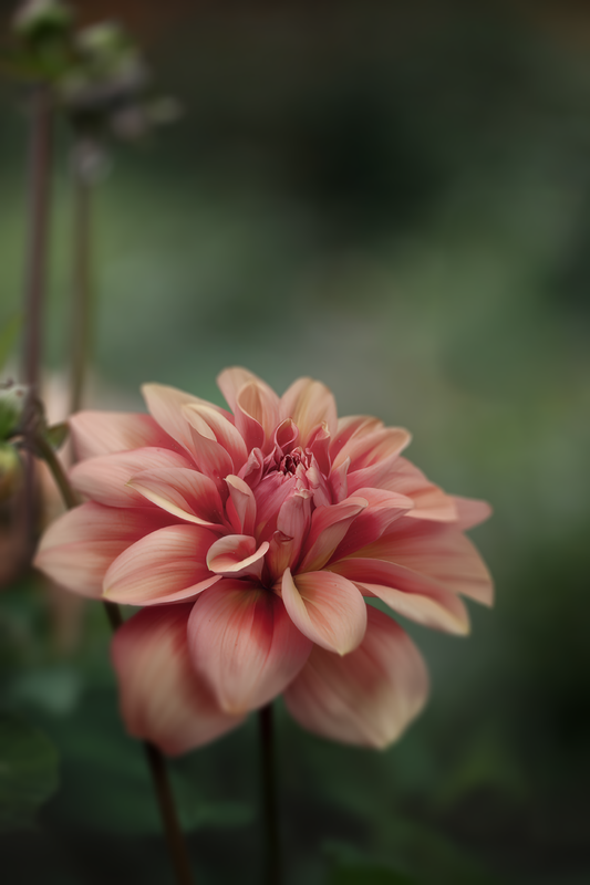 Lileah Caramel Rose - Cutting